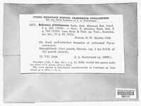 Sebacina burtii image